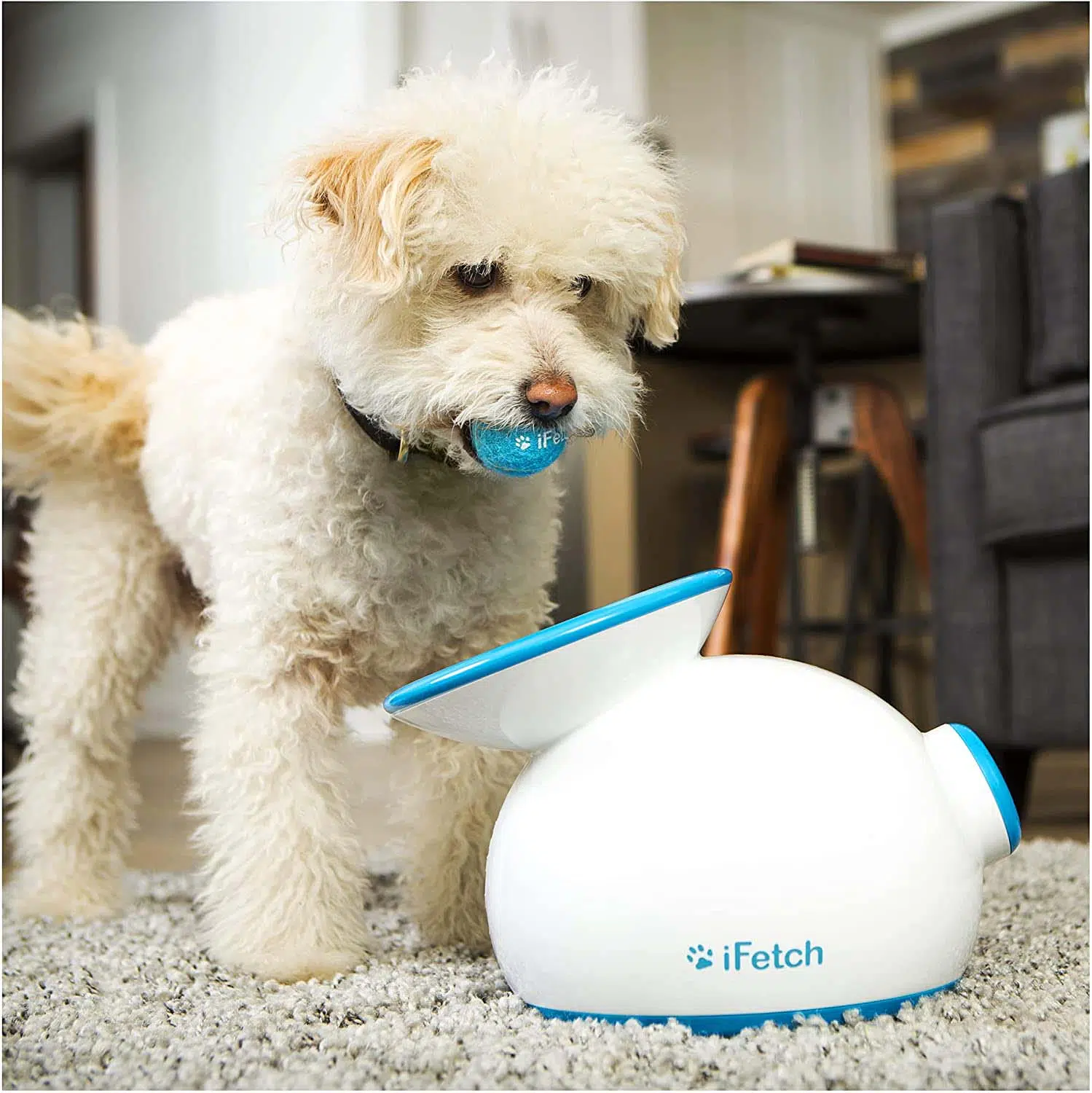 Best Automatic Dog Ball Launcher