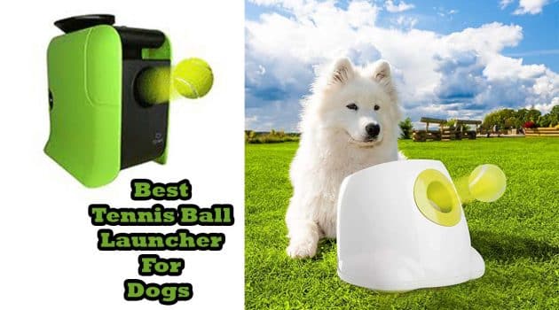 best tennis ball launcher for dogs