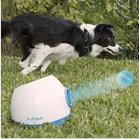 best portable dog launcher