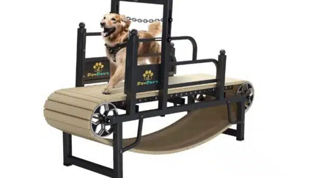 Best Slat Treadmill for Home