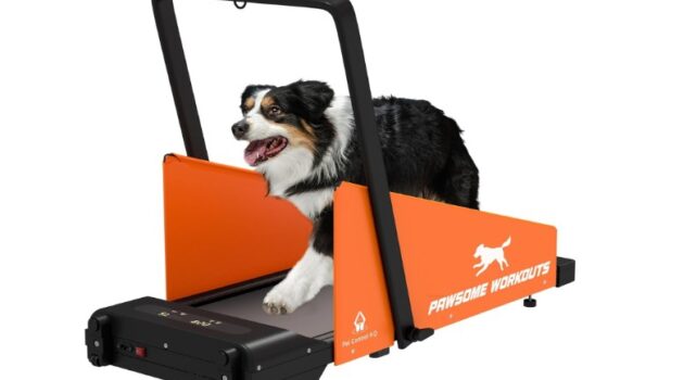 Best Walking Pad for Dogs